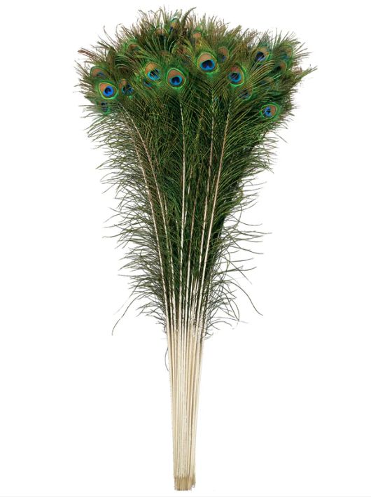 Greenhill Peacock Feather Long