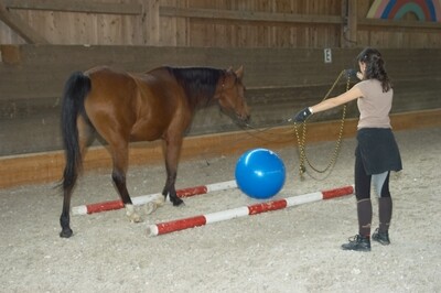 Webinar: 18.05.2022: Biomechanisch korrektes, gesundes Longieren Webinar: 18.05.2022: Biomechanisch korrektes, gesundes Longieren