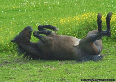 Webinar : Koliken beim Pferd Webinar : Koliken beim Pferd