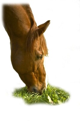 Webinar, Teil 2, 29.März 2023: Rauhfutter für Pferde: Qualitätskontrolle und Klimaeinfluss