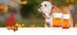 Dr.Weyrauch Hund