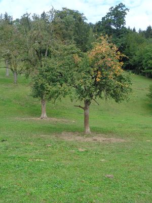 Bäume in Pferdeweide – gefährlich?