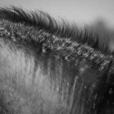 Fell-Haut-Sommerekzem