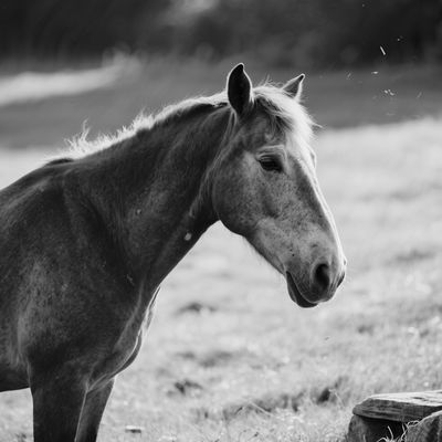 EMS - Cushing - IR Pferd