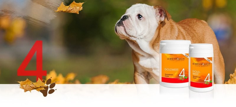 Dr.Weyrauch Goldwert Nr. 4 Hund