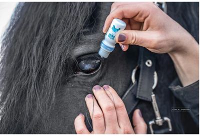 bitop EQUI EYE Drops mit bi-med Ectoin