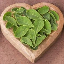 Moringa Blätter Feinschnitt Moringa Blätter Feinschnitt