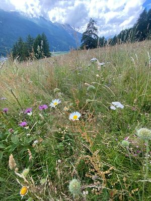 Bio Kräuter Heu Cobs aus der Schweiz