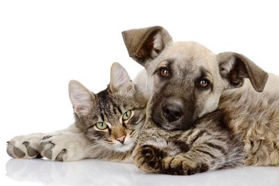 Pet Care