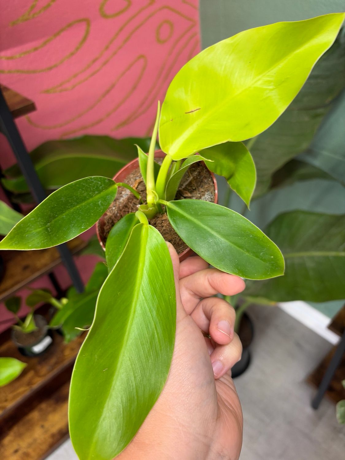 Philodendron Moonlight