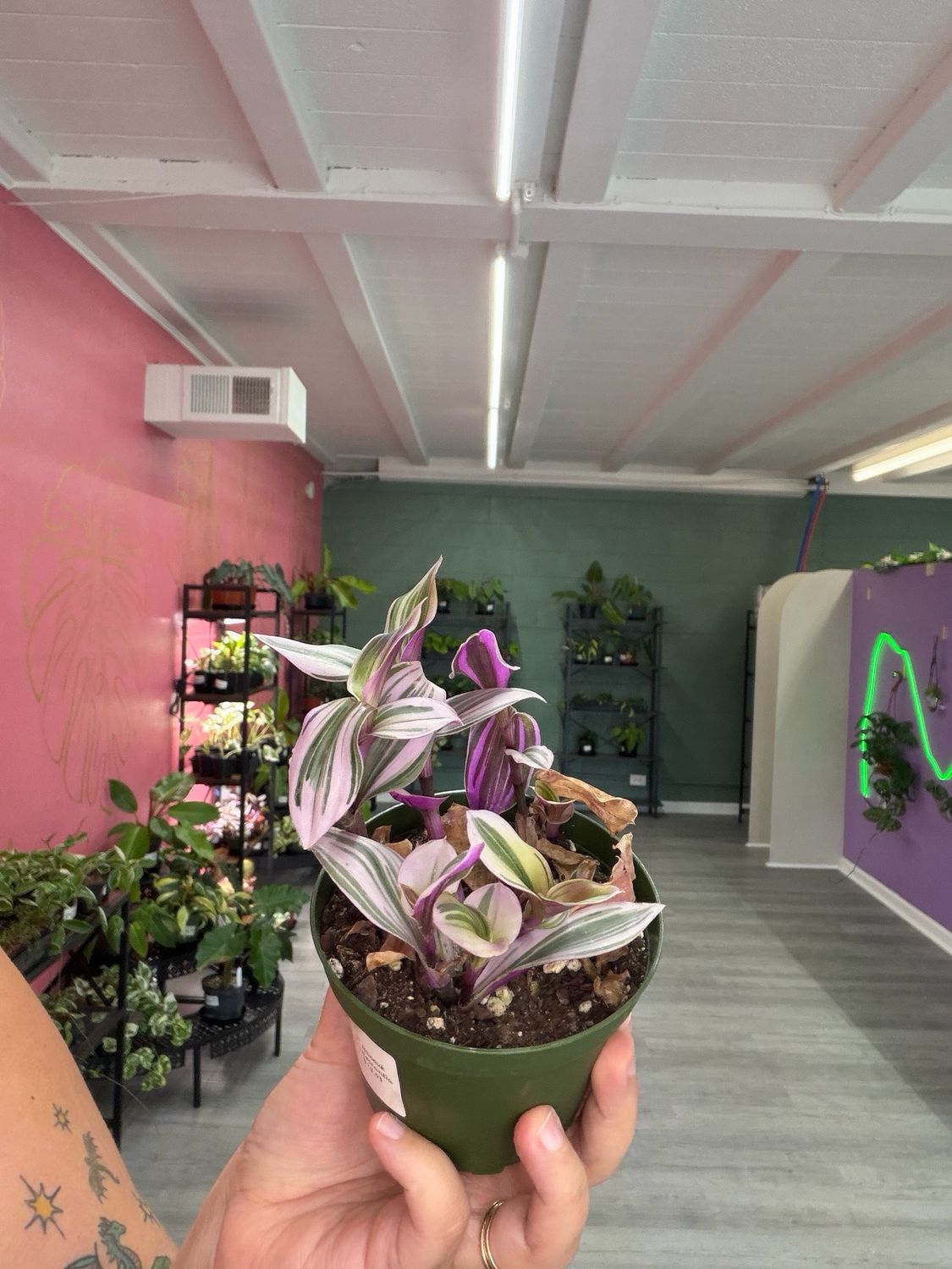 Tradescantia Nanouk