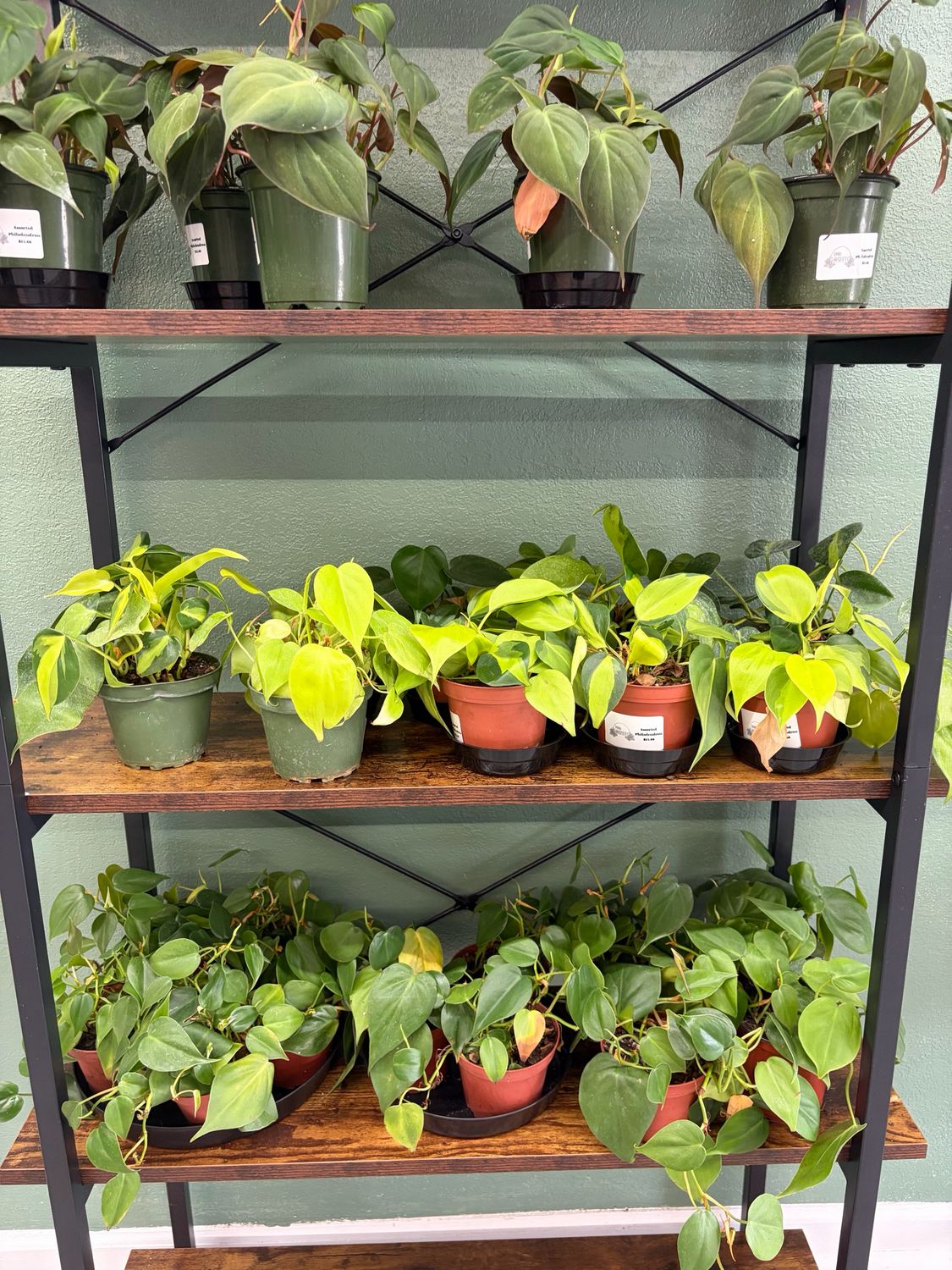 Philodendron Assorted