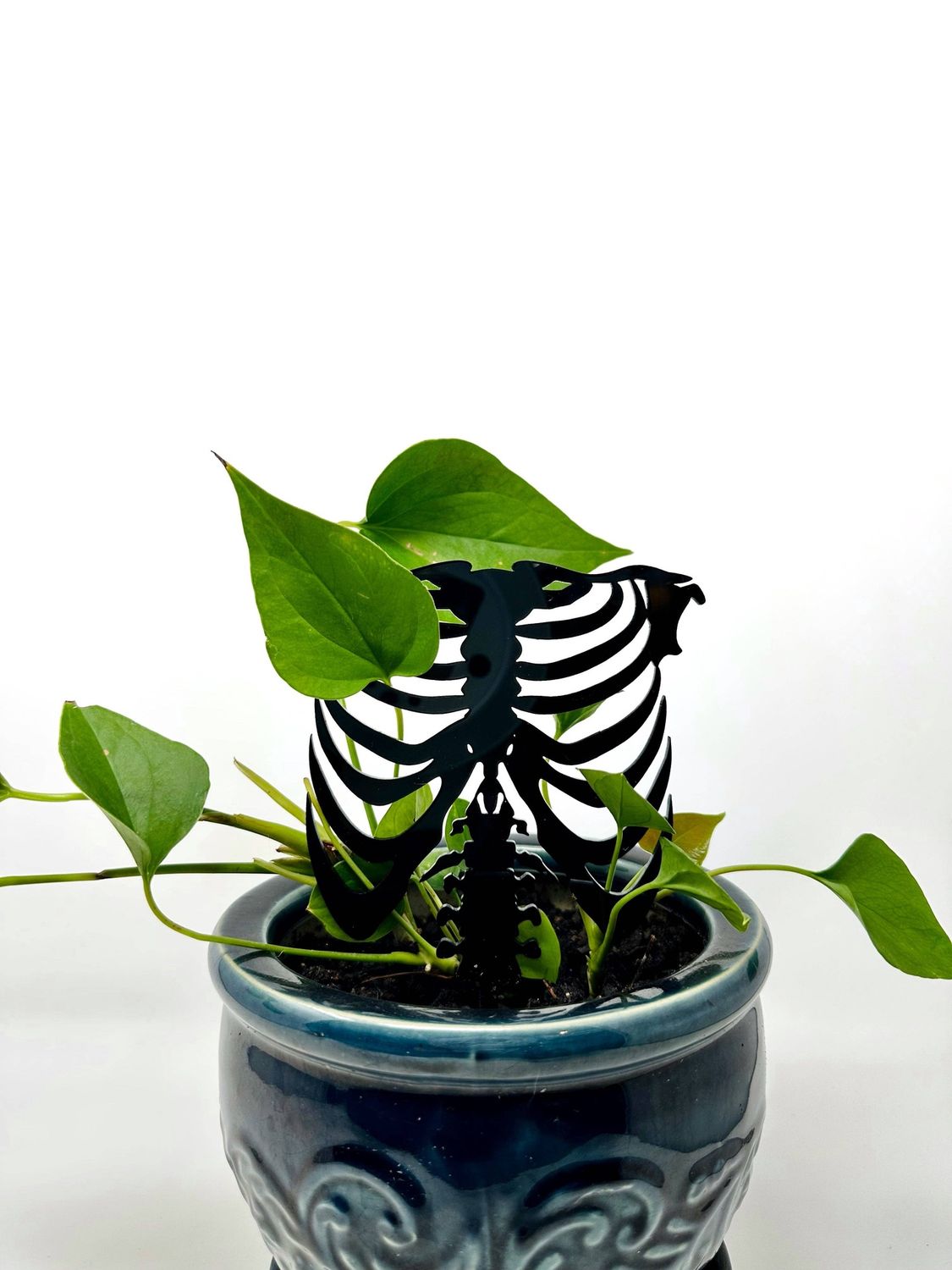 Rib Cage Plant Trellis: Acrylic Support for Climbing Plants