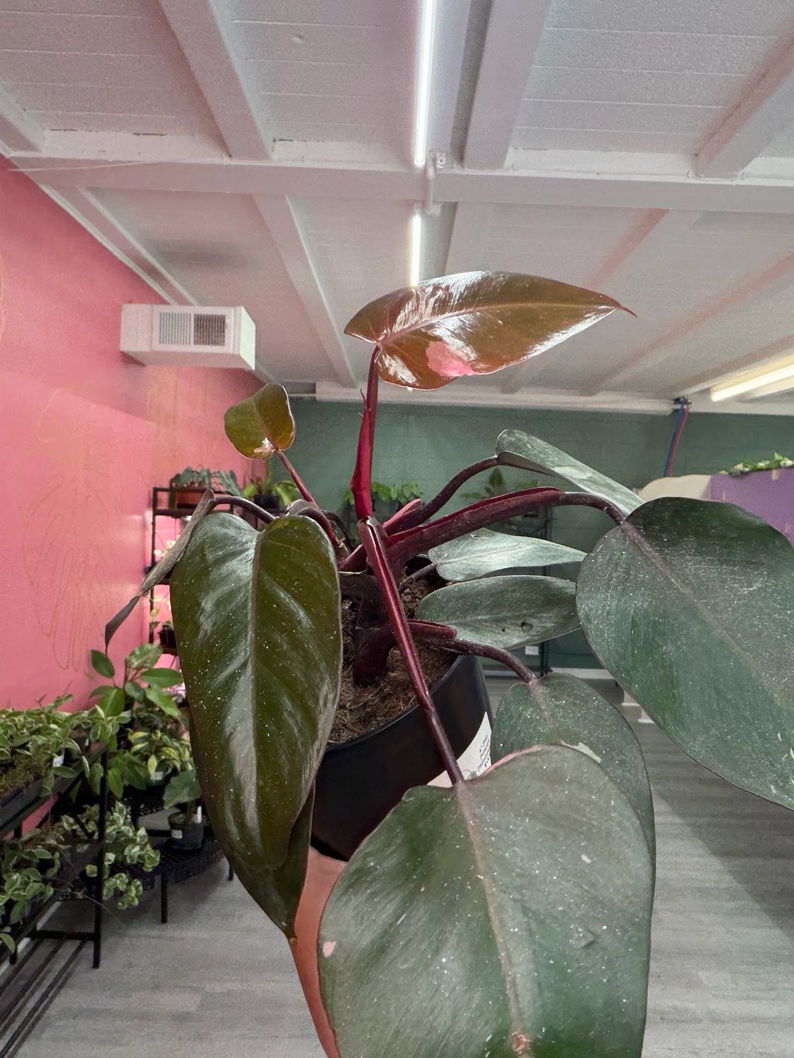 Philodendron Pink Princess