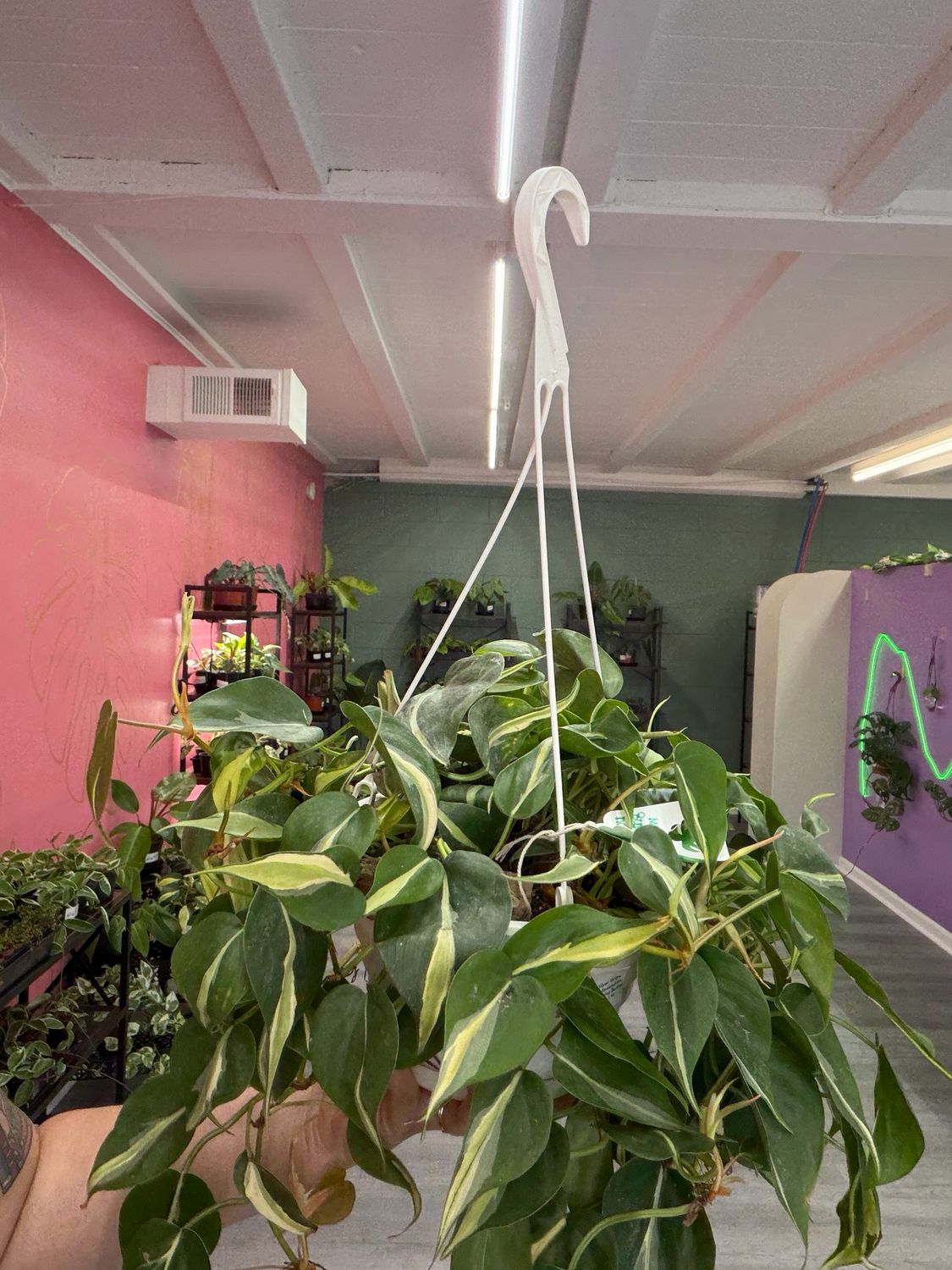 Philodendron Silver Stripe HB