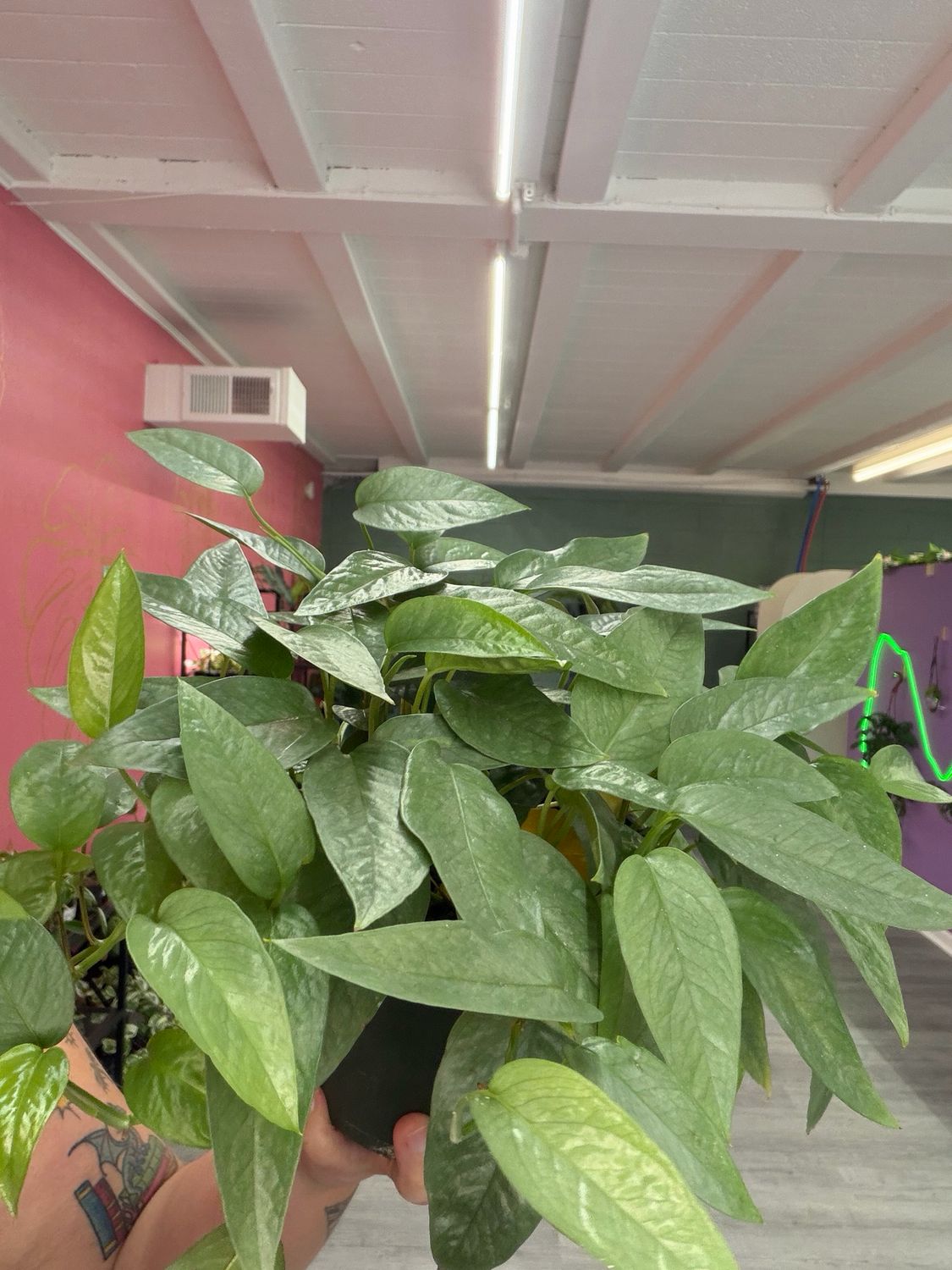 Epipremnum Pinnatum Cebu Blue