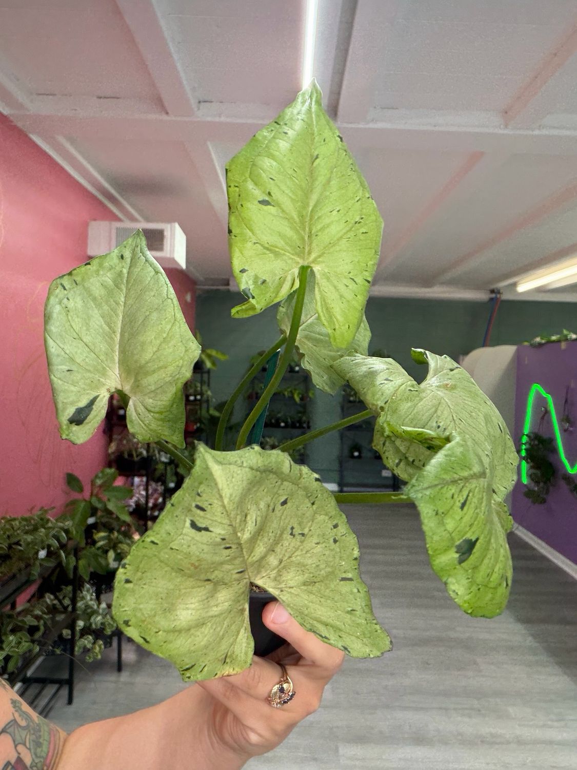 Syngonium Green Splash