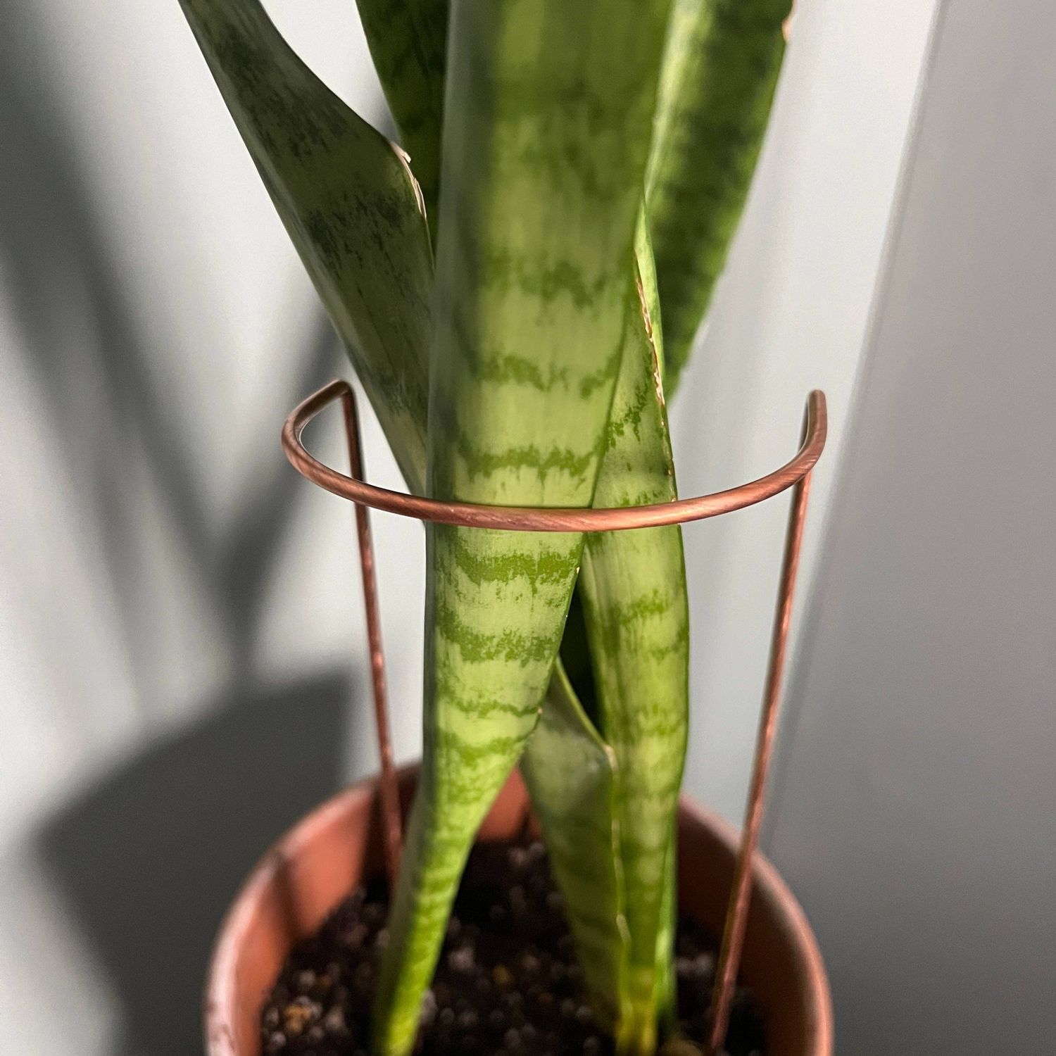 Copper Crescent Plant Stake, Half Hoop Plant Stand
