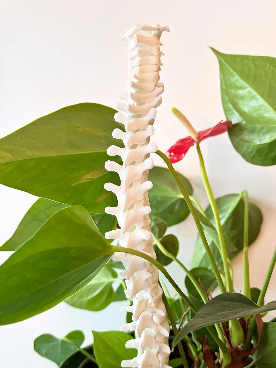 Spine Plant Trellis: 3D Printed Gothic Support for Climbing Plants