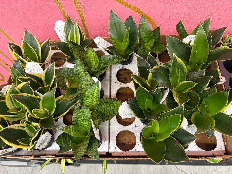 Sansevieria