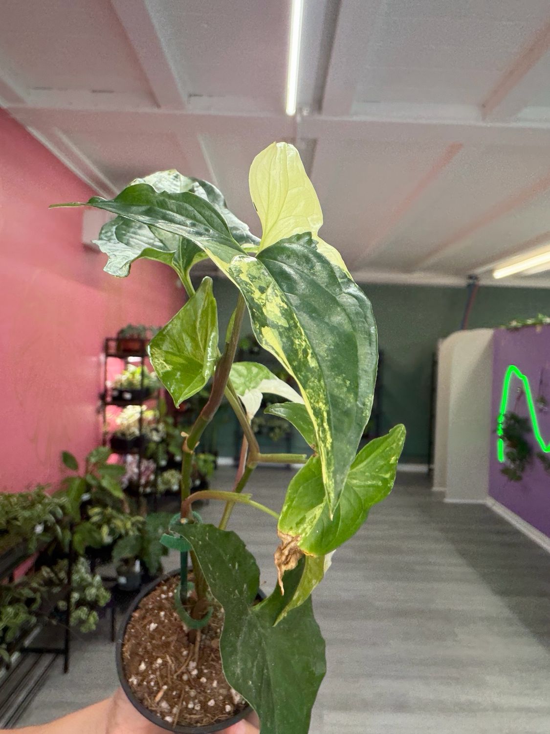 Syngonium Podophyllum Albo