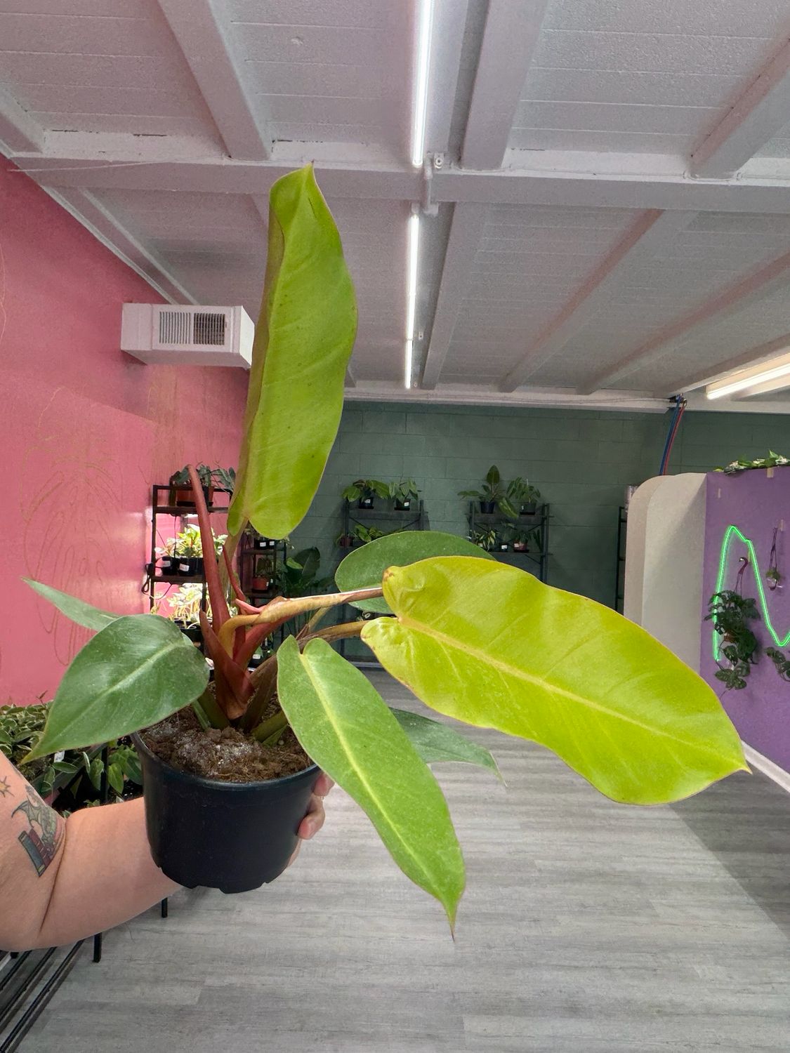 Philodendron Tangerine