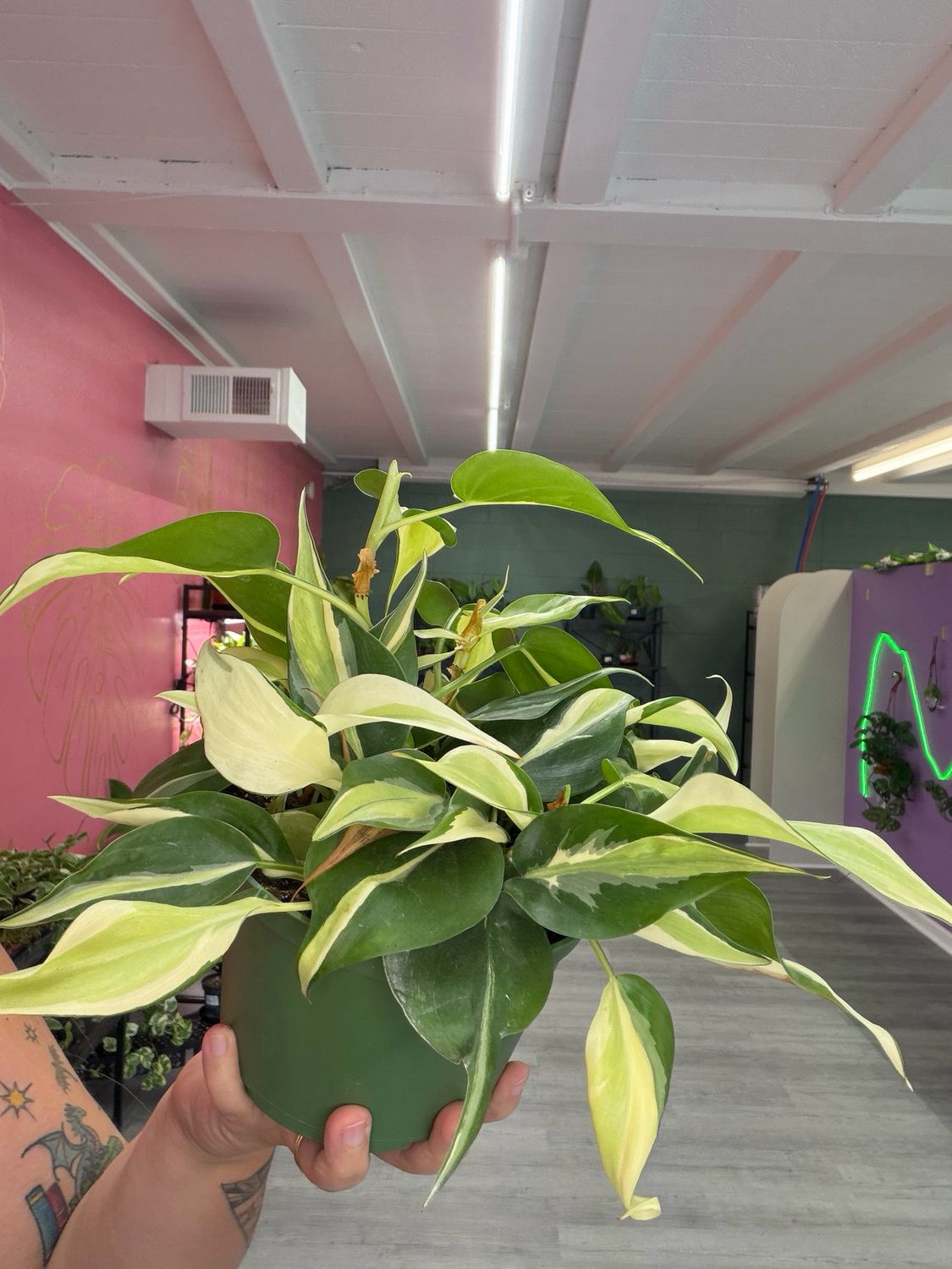 Philodendron Silver Stripe