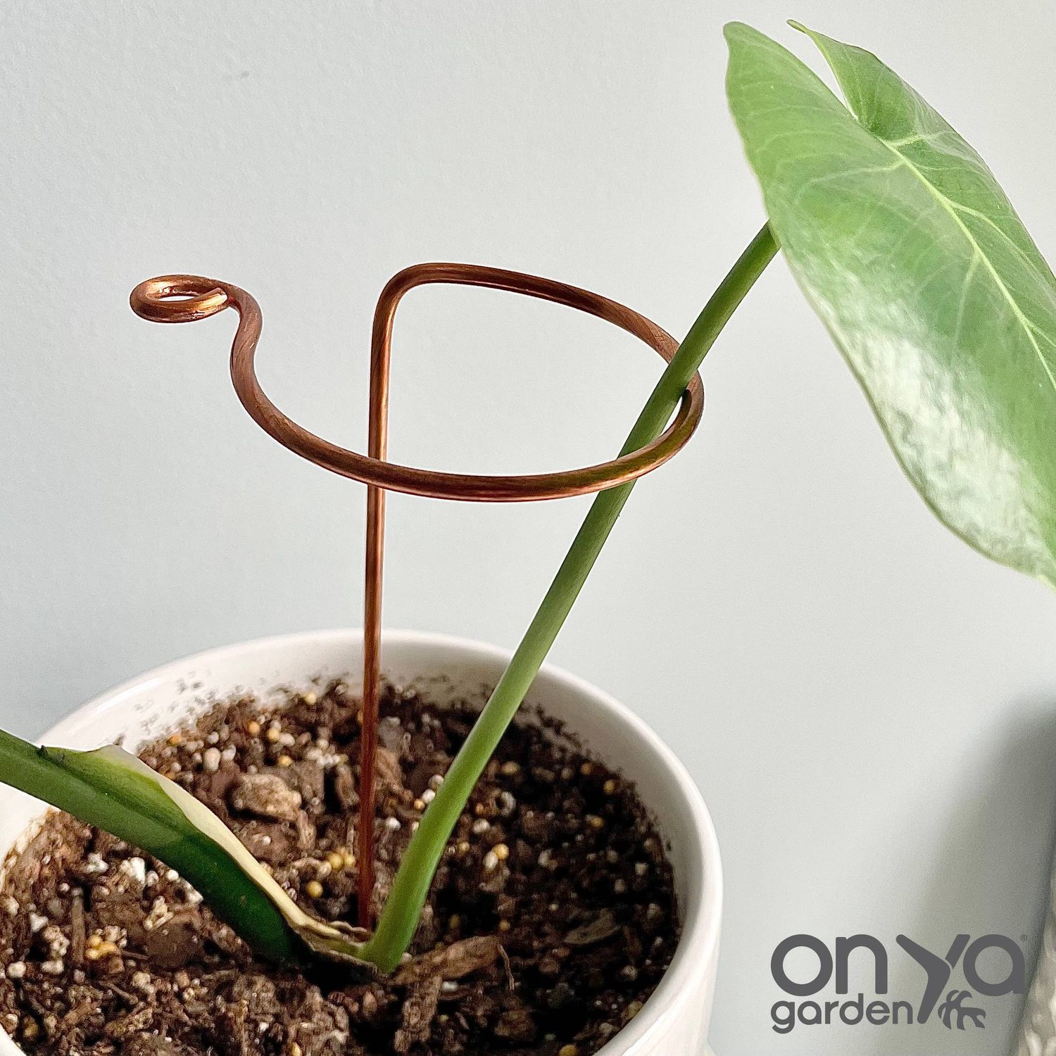Copper Hook Plant Stick, Leaning Stem Support