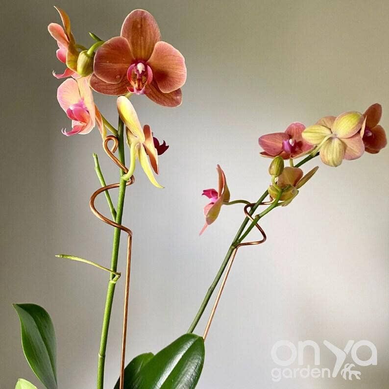 Copper Curl House Plant Stick, Orchid Stem Stakes