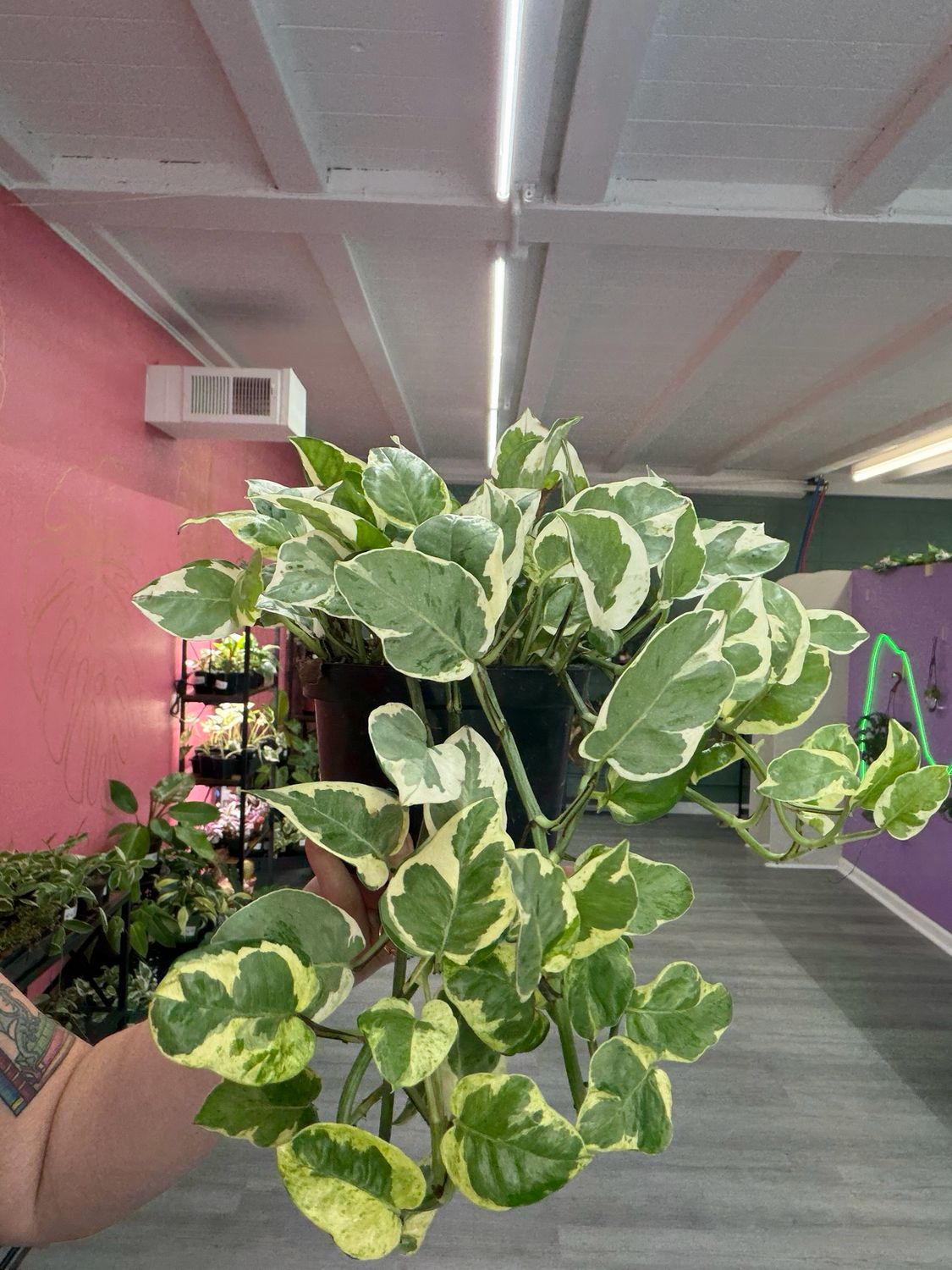Pothos N Joy