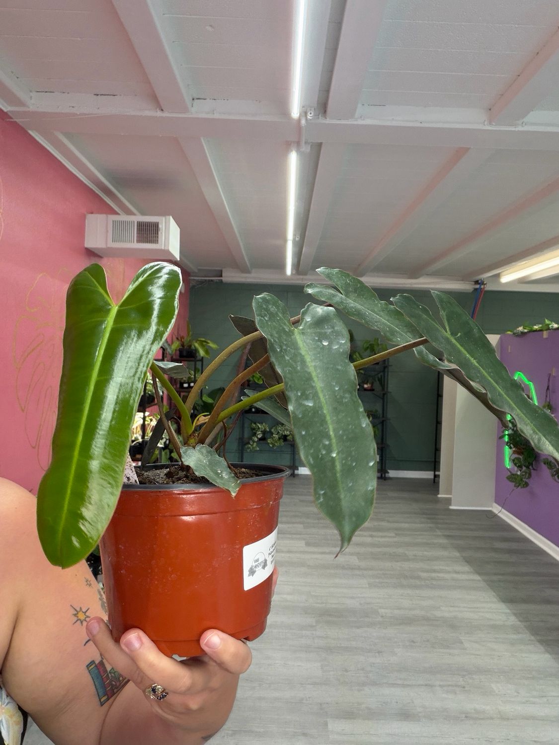 Philodendron Billietiae Black