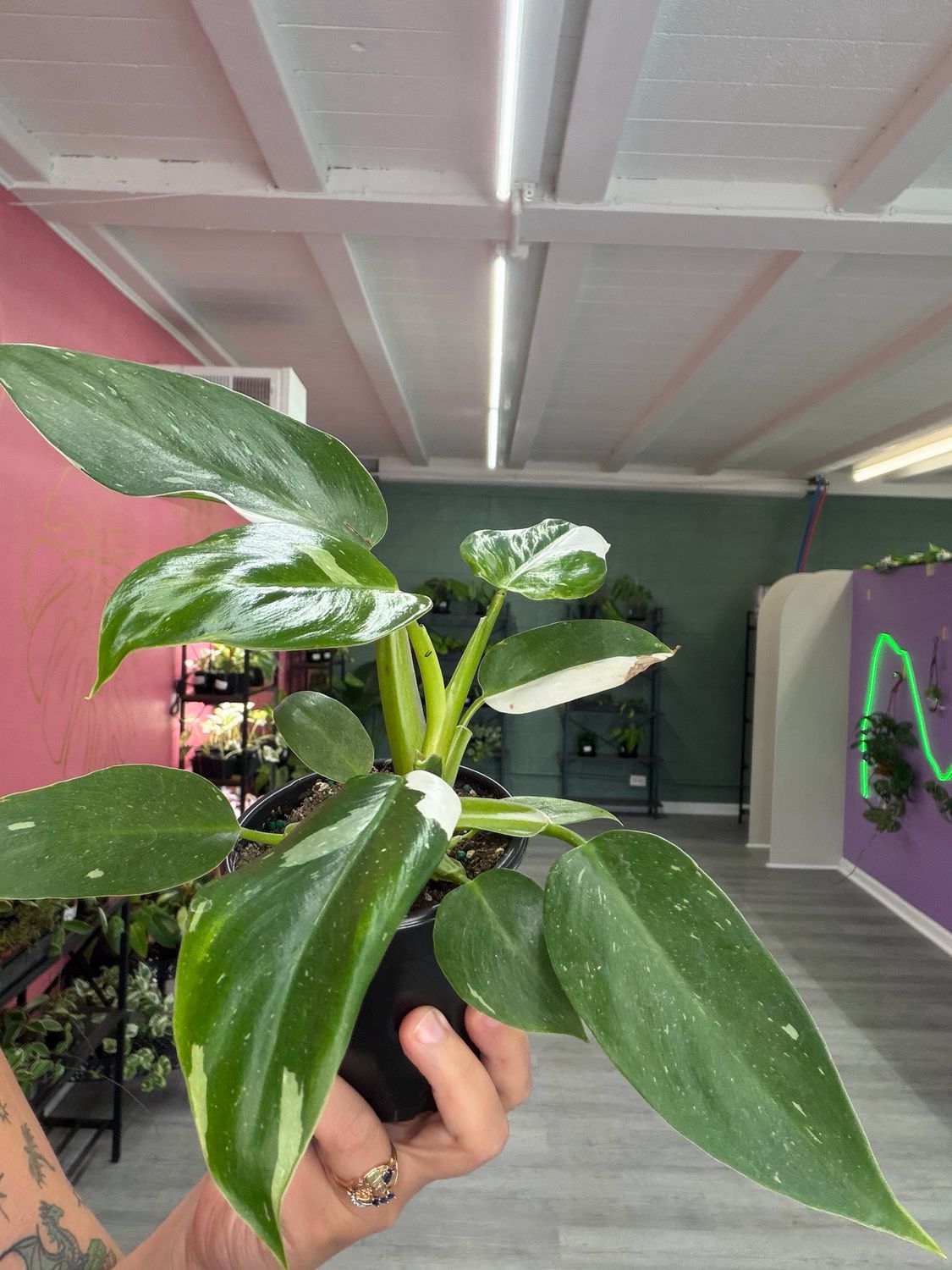 Philodendron White Princess