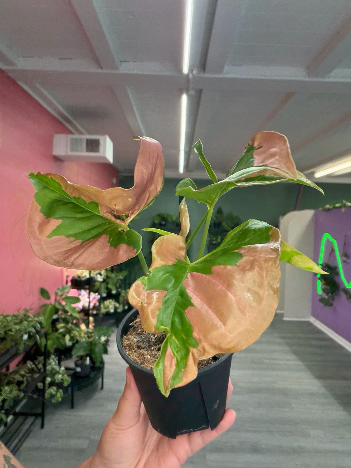 Syngonium Pink Lava