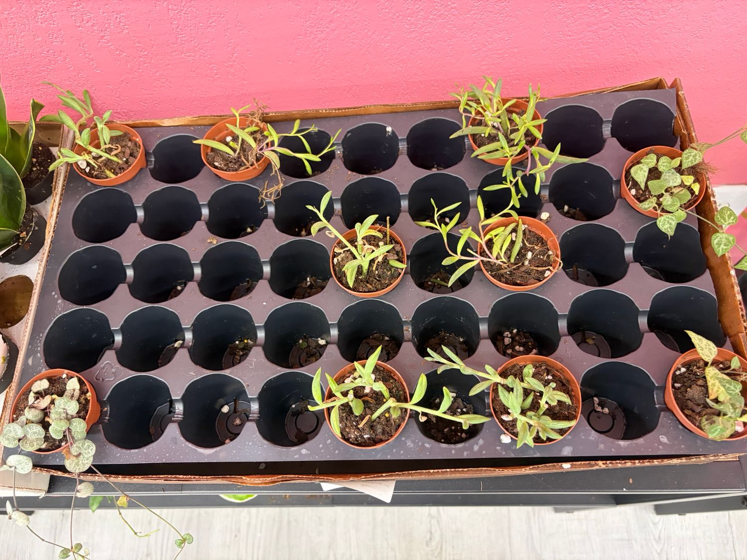 Succulents Stunning String Mix