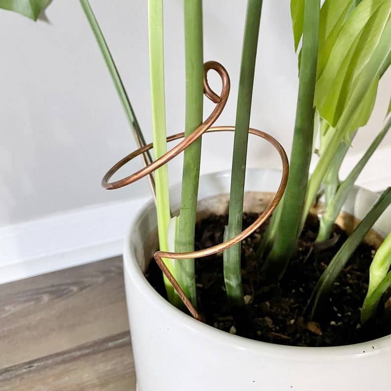 Copper Wide Curl Plant Stick, Base Trellis, Size: 10" Wide Curl