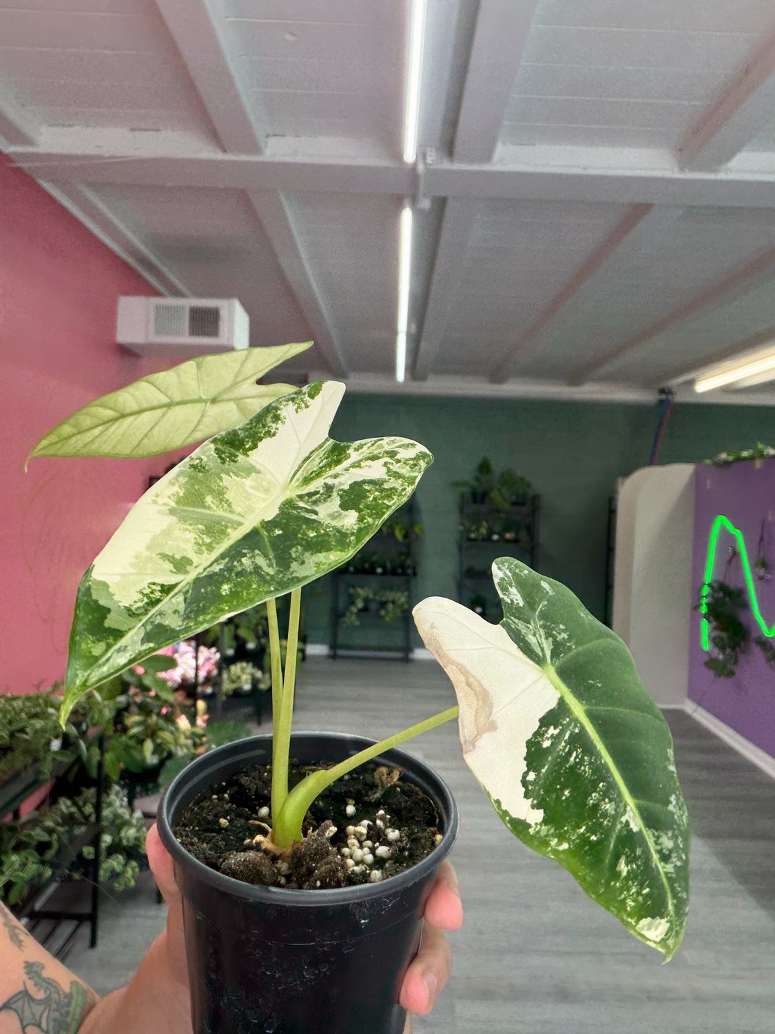 Alocasia Frydek Variegated