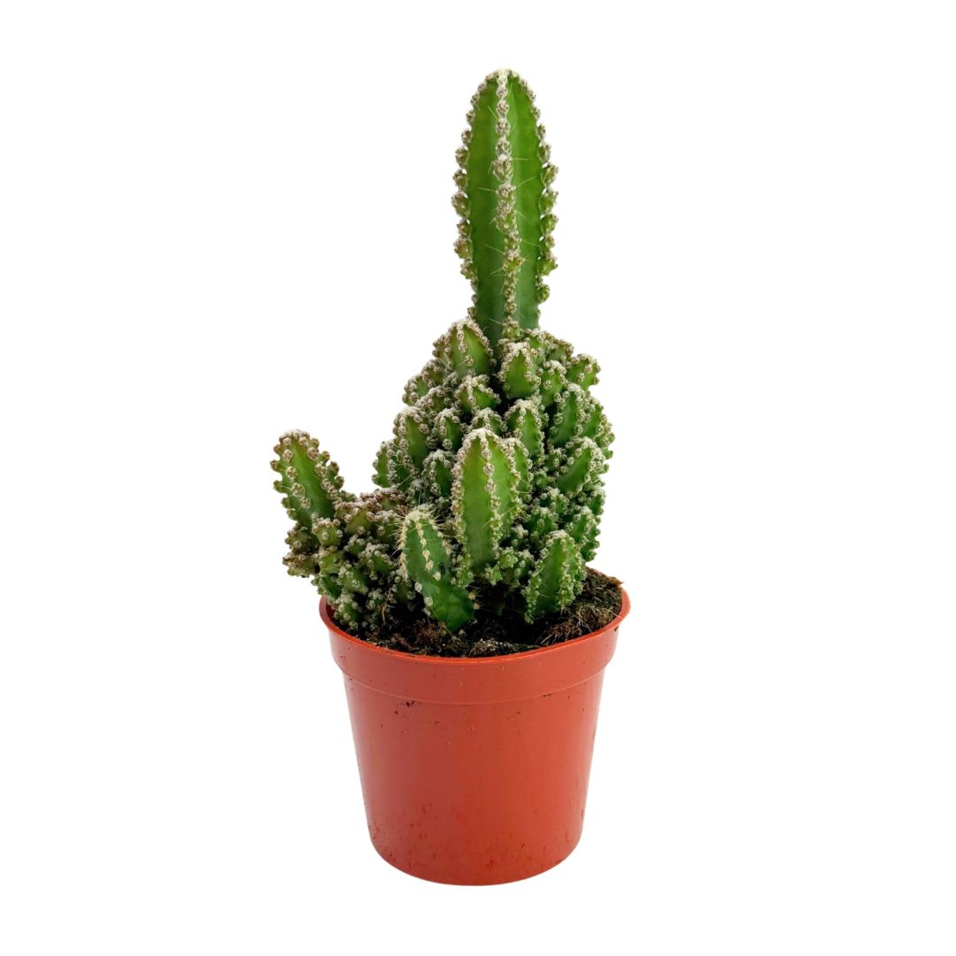 Fairy Castle Cactus | 2.5 inch | Acanthocereus tetragonus monstrose