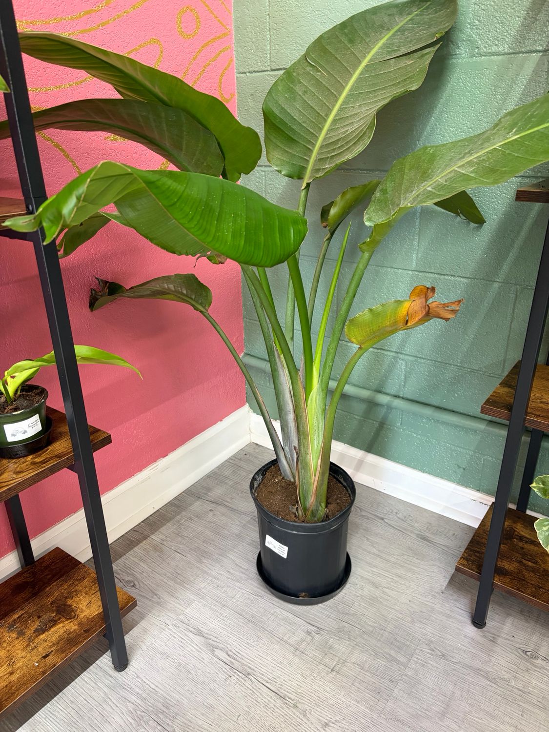Strelitzia Nicolai White Bird of Paradise