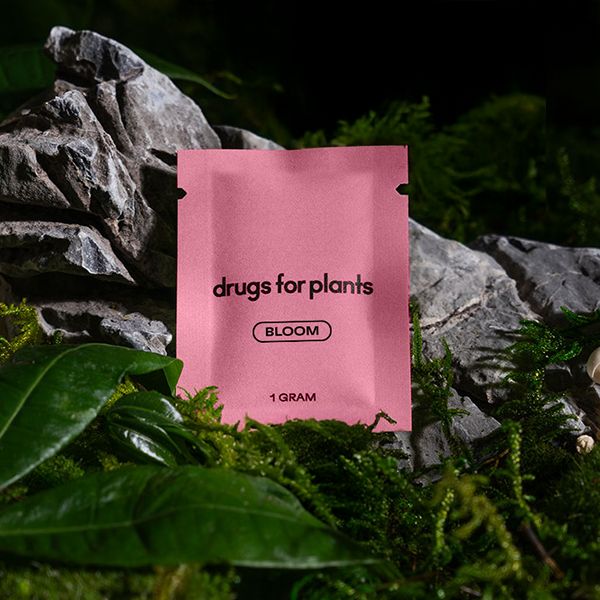 1G Bag (Bloom)