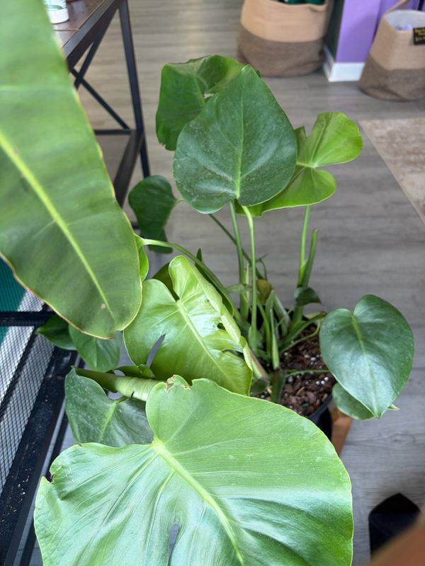 Monstera