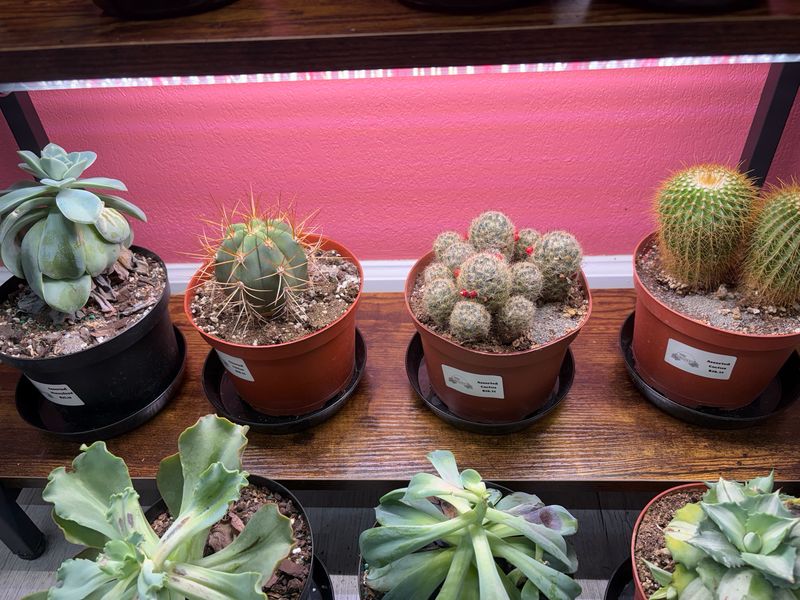 Cactus