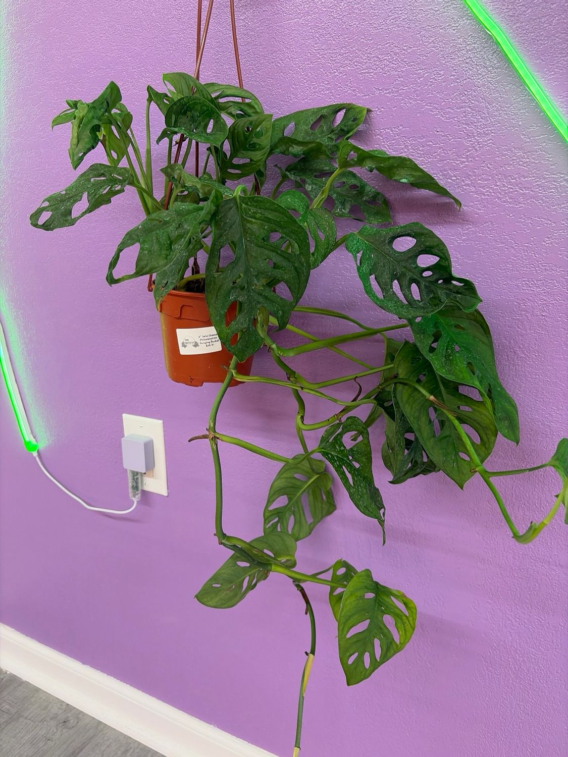 Philodendron Swiss Cheese HB