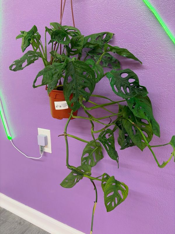 Hanging Basket