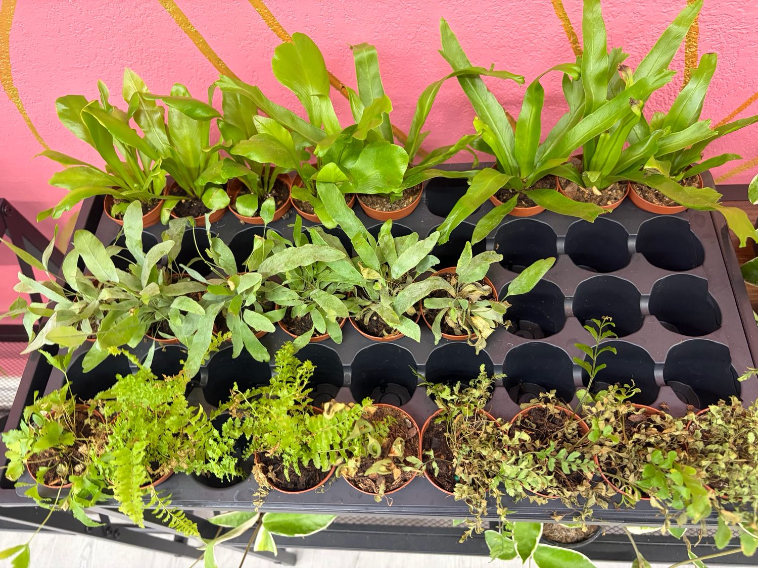 Fern Assorted