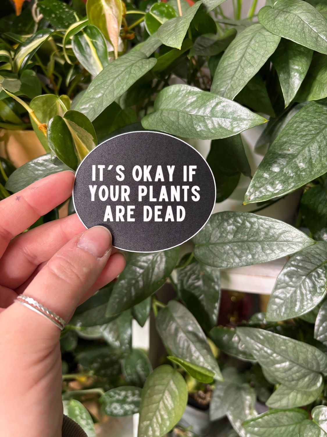 Plant Care Sticker "It's Okay If Your Plants Are Dead"