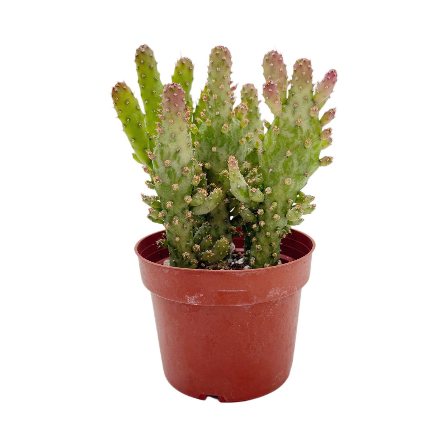 Variegated Joseph Coat | 4 inch | Opuntia monacantha variegata