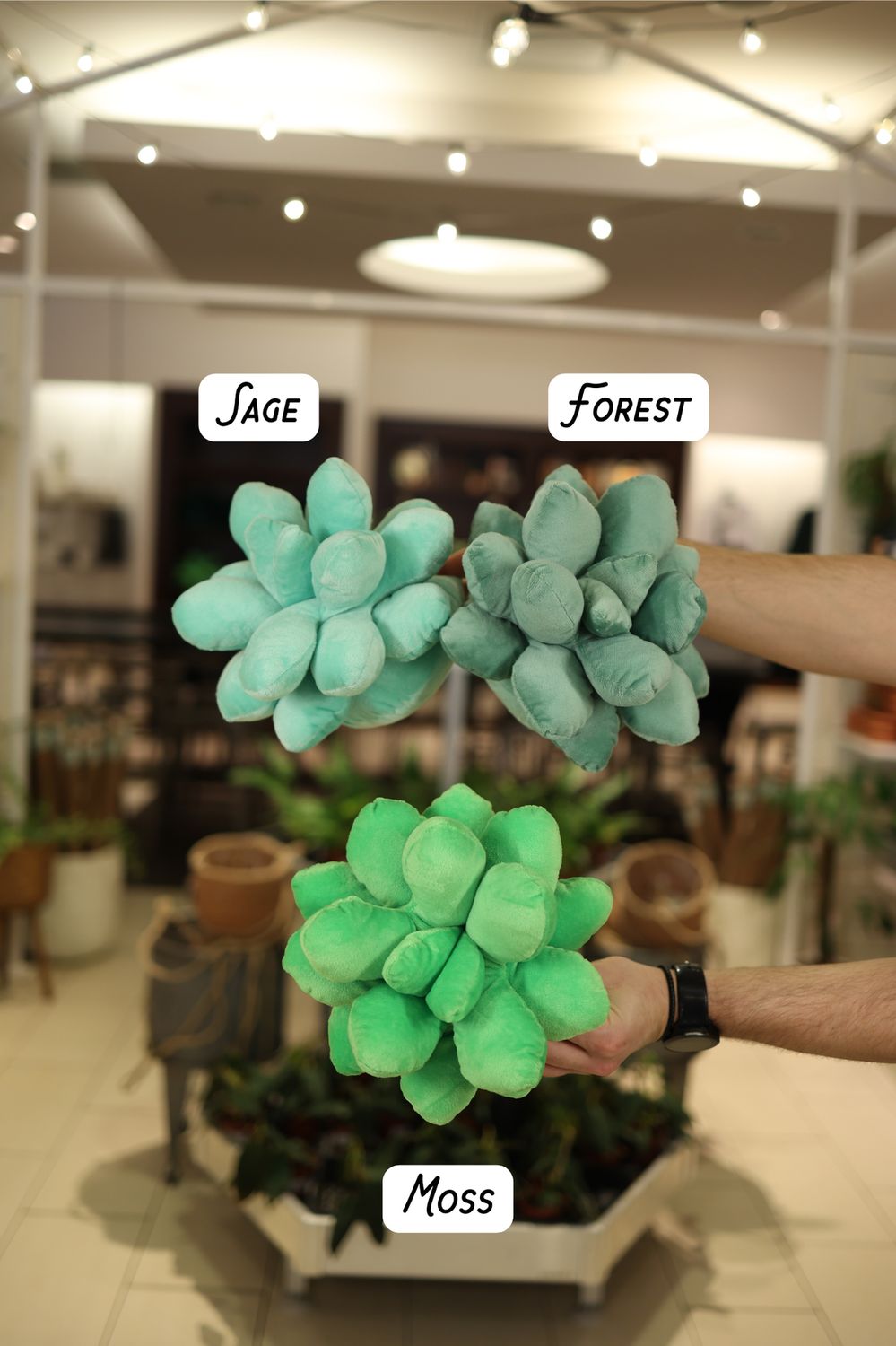 Succulent Plush, Color: Sage Green, Size: Small