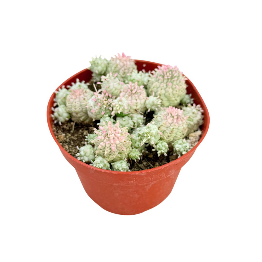Variegated Corn Cob Cactus | 4 inch | Euphorbia mammillaris varigegata