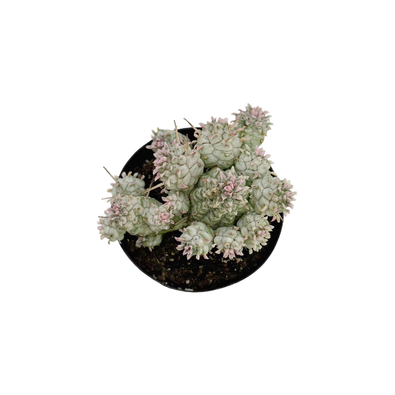 Variegated Corn Cob Cactus | 2.5 inch | Euphorbia mammillaris varigegata