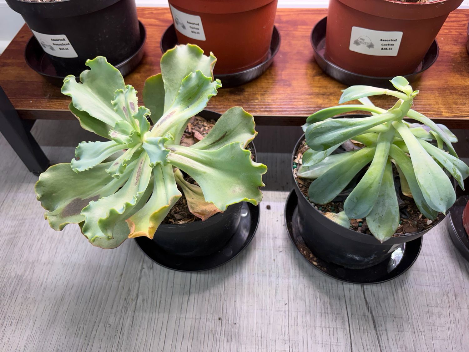 Succulents Assorted